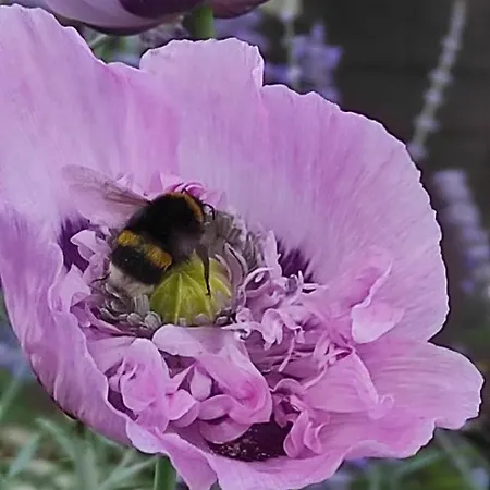 Logis Du Poirier Nocleg ze śniadaniem 3*