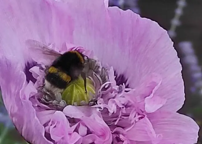 Logis Du Poirier Alojamento de Acomodação e Pequeno-almoço 3*