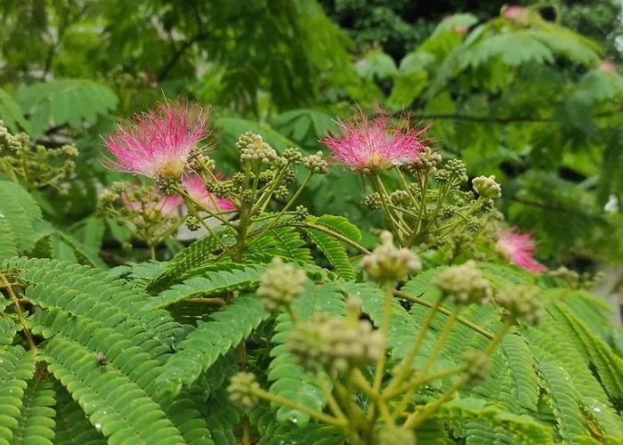 Alojamento de Acomodação e Pequeno-almoço Logis Du Poirier Juignac